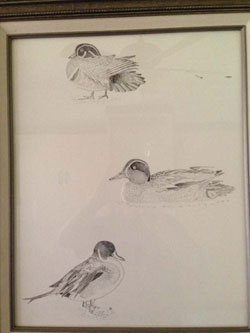 3Duck Drawing